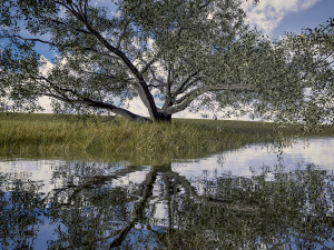 live oak - variation b 3D Model