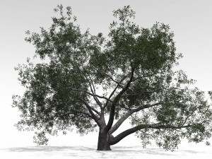 live oak - variation b Modelo 3D