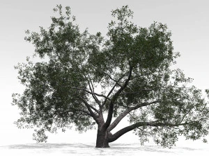 roble vivo - variaci&oacute;n b Modelo 3D