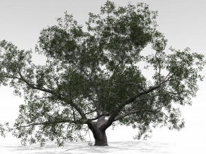 live oak - variation b Modelo 3D