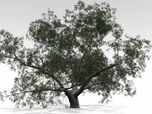 roble vivo - variaci&oacute;n b Modelo 3D