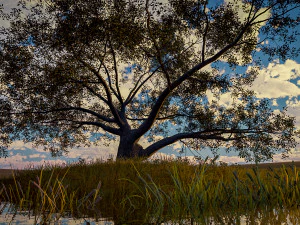 roble vivo - variaci&oacute;n b Modelo 3D