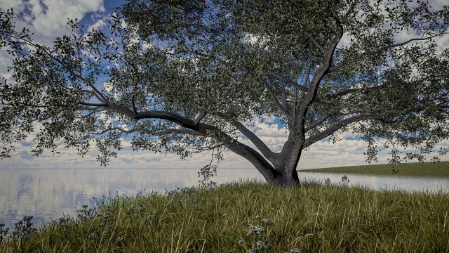 live oak - variation c 3Dモデル .c4d .max .obj .3ds .fbx .stl .blend 