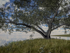 live oak - variation c 3D Model