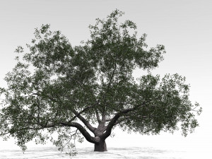 live oak - variation c 3Dモデル
