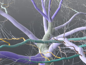 live oak - variation c 3Dモデル