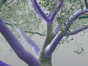 live oak - variation c 3Dモデル