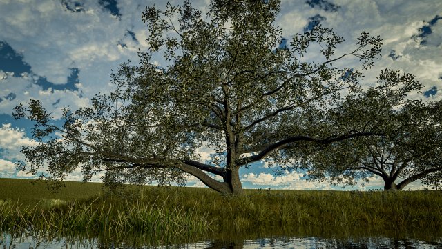 live oak - variation d Modelo 3D .c4d .max .obj .3ds .fbx .stl .blend 
