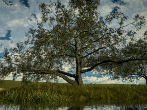 kayu ek hidup - variasi d Model 3D