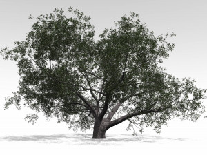 live oak - variation d Modelo 3D