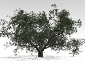 live oak - variation d Modelo 3D