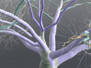 live oak - variation d Modelo 3D