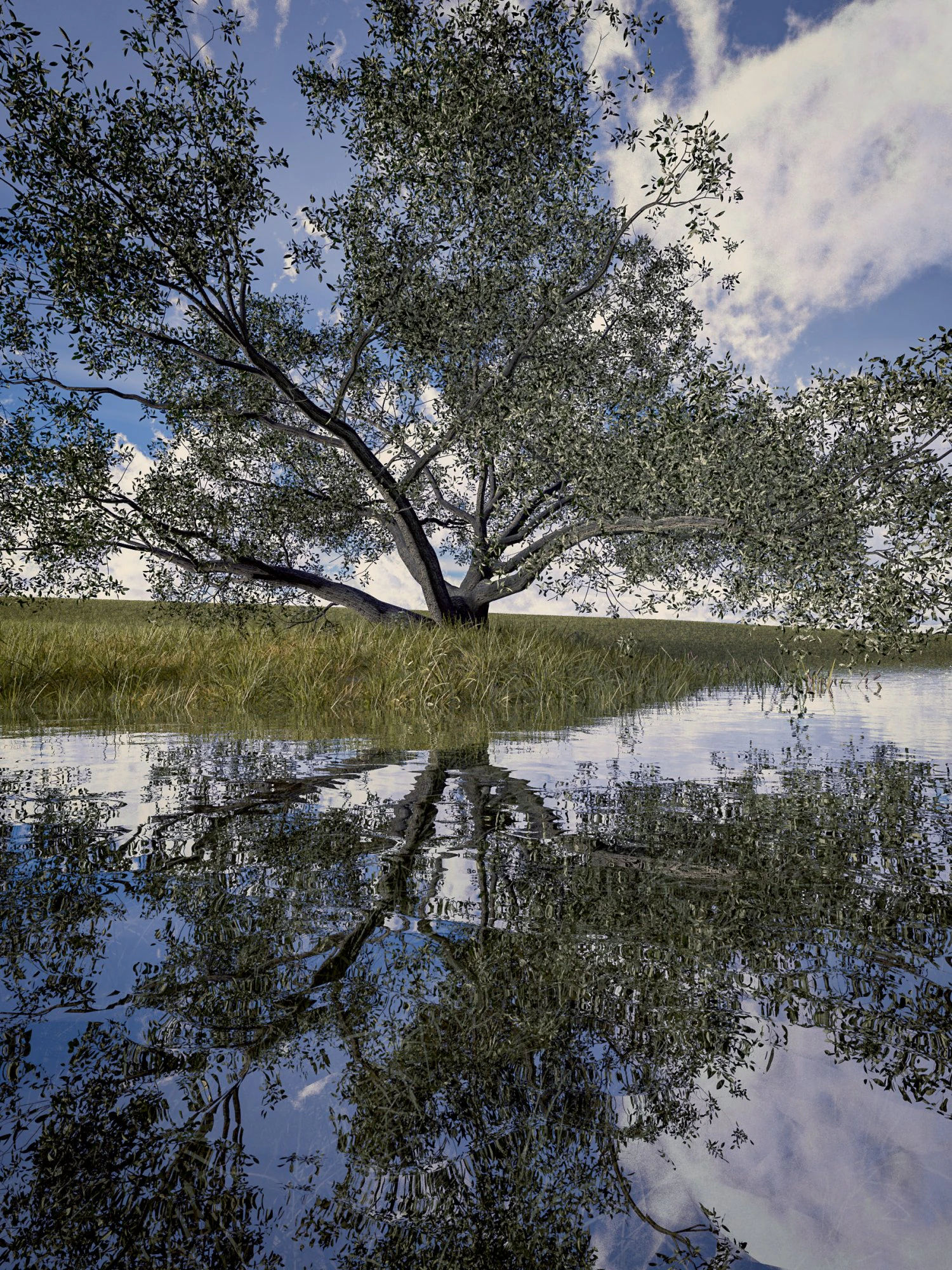 live oak - variation e 3D Model .c4d .max .obj .3ds .fbx .stl .blend 