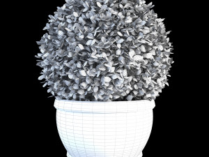 impatiens walleriana flower high poly Modèle 3D