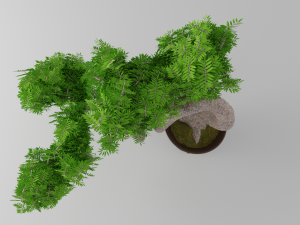 bonsai Modello 3D