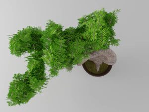 bonsai 3D Model
