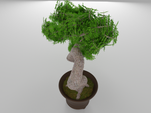 bonsai Modello 3D