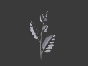 branch 3D-Modell
