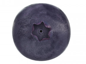 Blueberry Model 3D