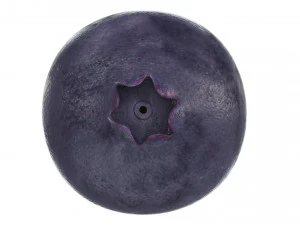 Blueberry 3D Model