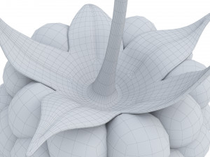 Raspberry collection 3D Model