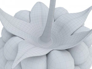 Raspberry collection 3D Model