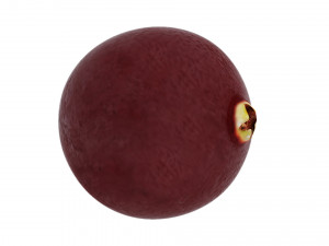 Cranberries 3D Модель