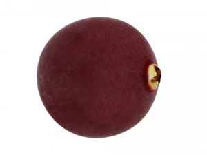 Cranberries 3D Model