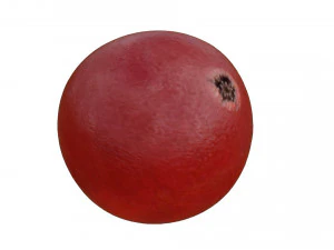 Red currant berry 3D Model