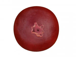 Red currant berry 3D Model