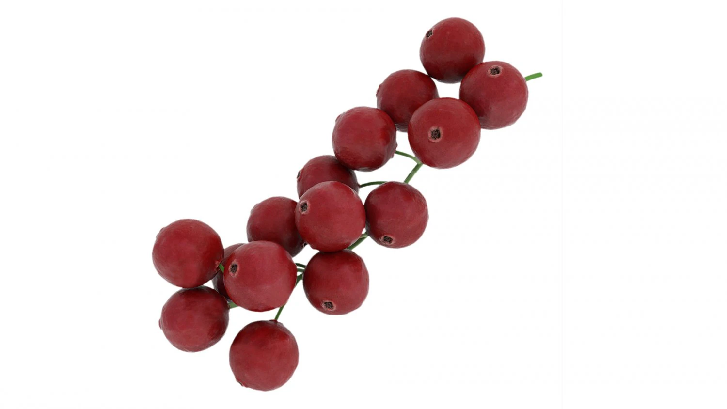 Red currant branch 3D Model .c4d .max .obj .3ds .fbx .stl .blend 