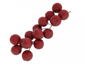 Red currant branch Modello 3D