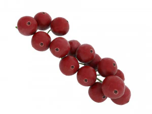 Red currant branch 3D Model