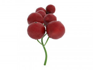 Red currant branch Model 3D