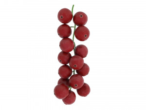 Red currant branch Model 3D