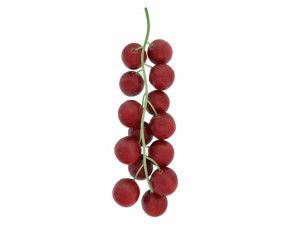 Red currant branch Model 3D