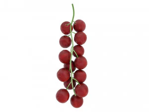 Red currant branch 3D Model