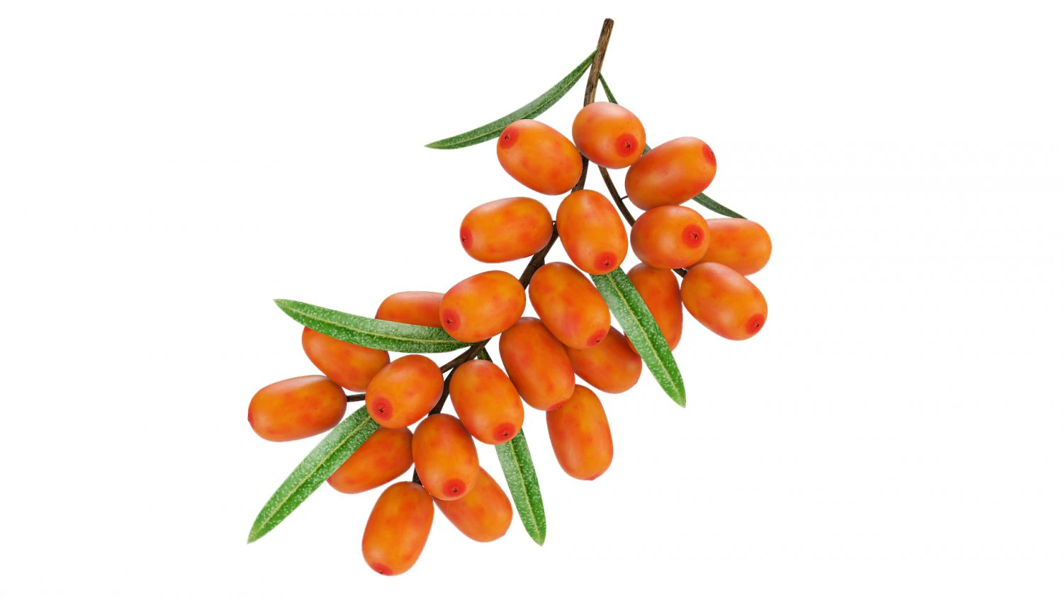 Sea-Buckthorn Branch 3D Model .c4d .max .obj .3ds .fbx .stl .blend 