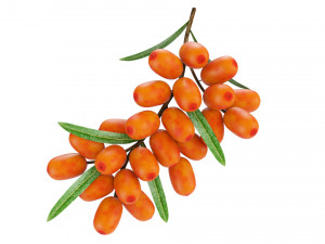 Sea-Buckthorn Branch 3D Model