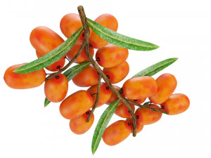 Sea-Buckthorn Branch 3D Model