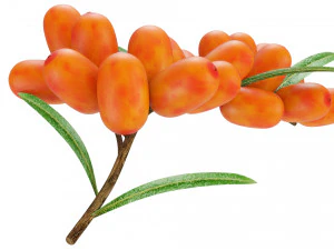 Sea-Buckthorn Branch 3D Model