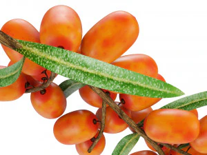 Sea-Buckthorn Branch 3D Model