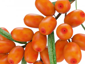 Sea-Buckthorn Branch 3D Model