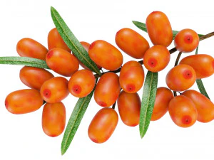 Sea-Buckthorn Branch 3D Model