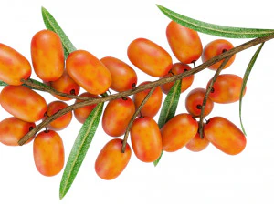 Sea-Buckthorn Branch 3D Model