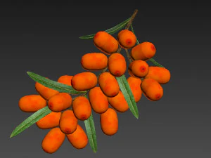 Sea-Buckthorn Branch 3D Model