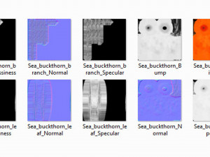 Sea-Buckthorn Branch Modelo 3D