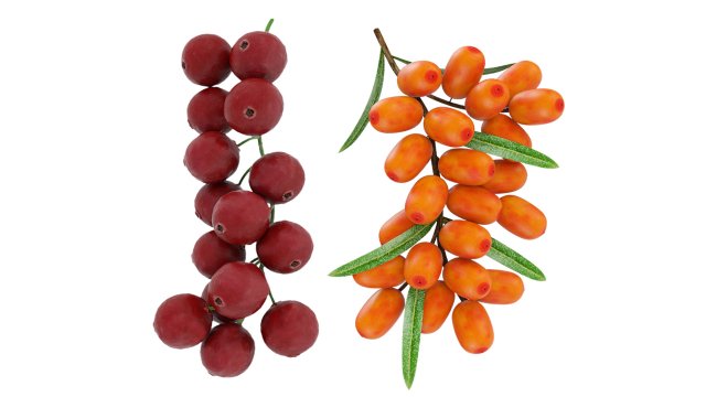 Berry branch collection 3D-Modell .c4d .max .obj .3ds .fbx .stl .blend 
