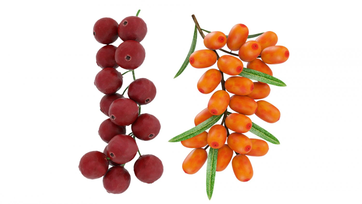Berry branch collection 3D Model .c4d .max .obj .3ds .fbx .stl .blend 