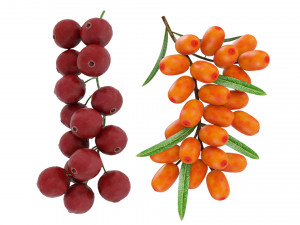 Berry branch collection 3D Model